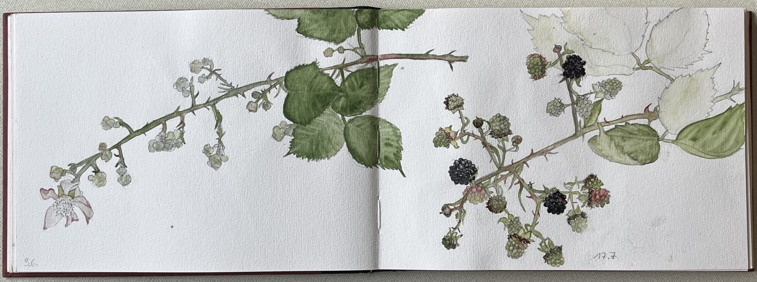 Lesung im Botanischen Garten Ulm