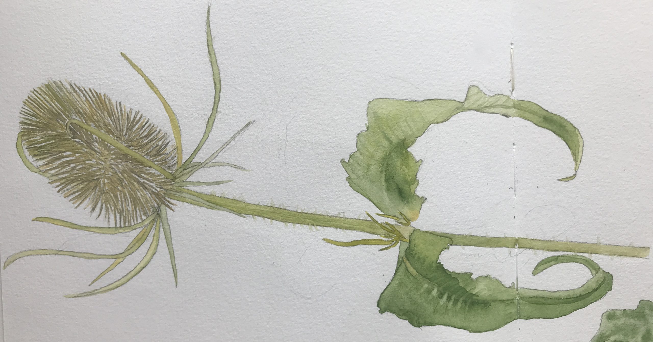 Aquarellierte Zeichnung einer Weberdistel. Zeichnung: Christiane Wachsmann