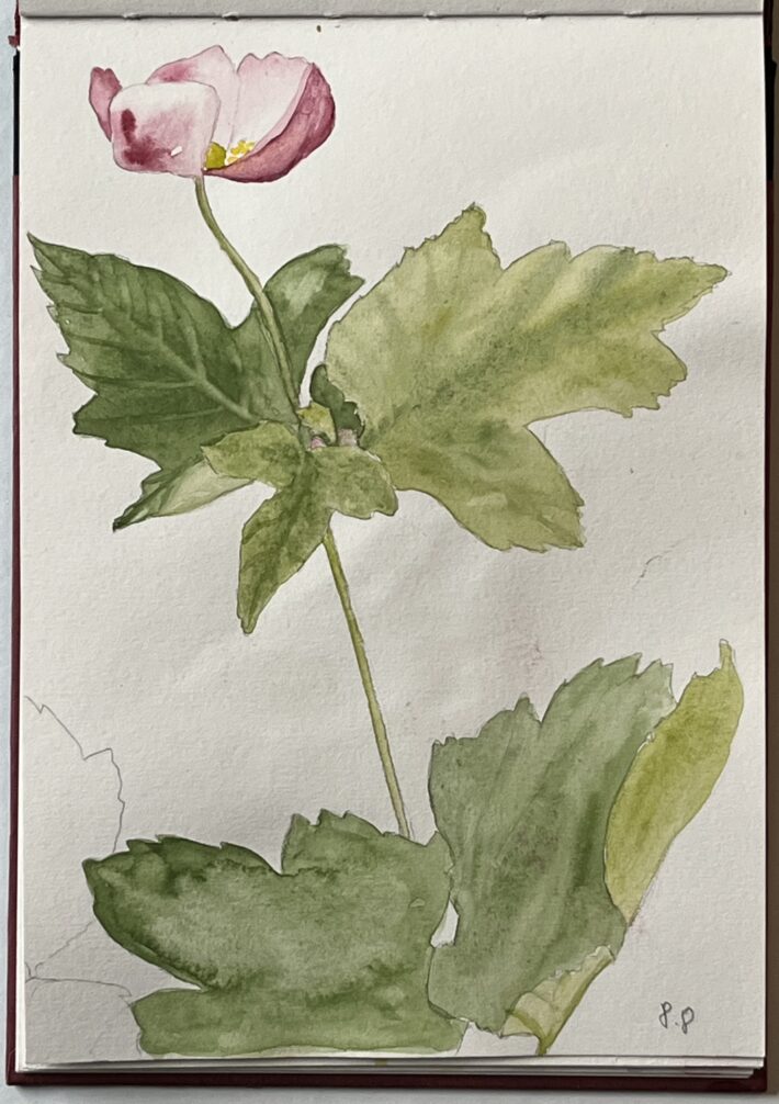 Herbstanamone. Aquarellierte Zeichnung in einem Skizzenbuch. Zeichnung: Christiane Wachsmann