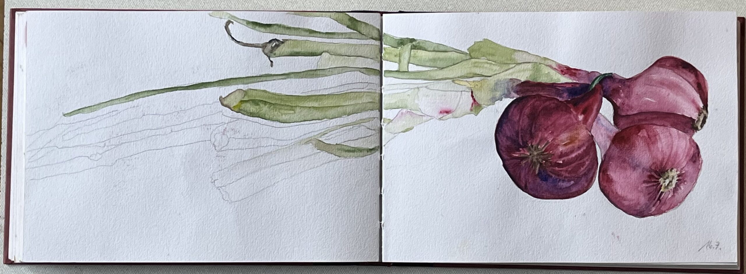 Ein Bündel roter Zwiebeln, aquarellierte Zeichnung in einem Skizzenbuch. Zeichnung: Christiane Wachsmann