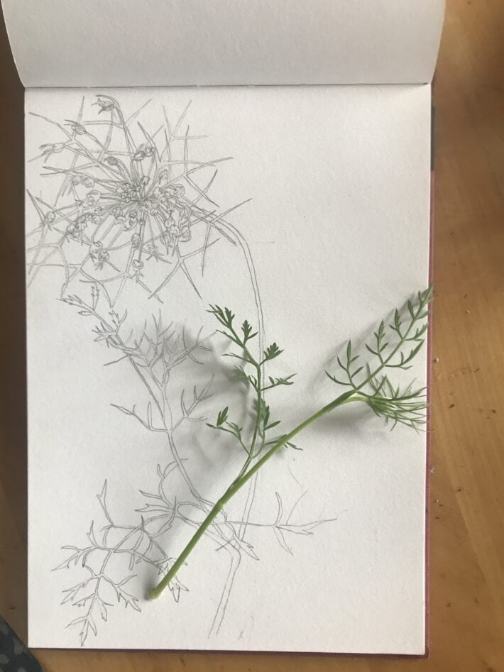 Bleistiftzeichnung einer Wilden Mühle (Blätter und Samenstand) mit einem Möhrenstil daneben. Zeichnung: Christiane Wachsmann