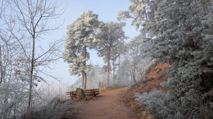 Die Fotografie zeigt einen roten Waldweg im März. Der Nebel hat sich als Rauhreif in den Bäumen festgesetzt und ist dann weiter aufgestiegen. Bald wird die Sonne herauskommen. Foto: Andrea Tuckermann