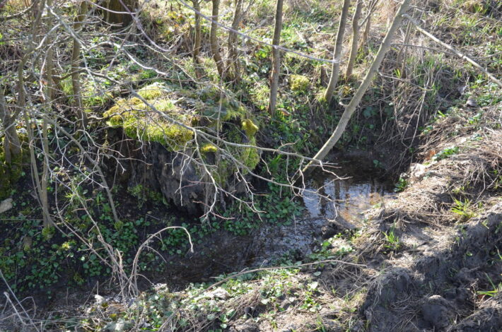 Eingefasste Quelle und Bachlauf, Hochsträß Ulm im März. Foto: Christiane Wachsmann